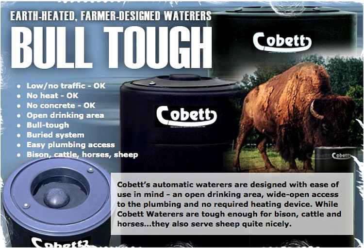 bull-tough-1
