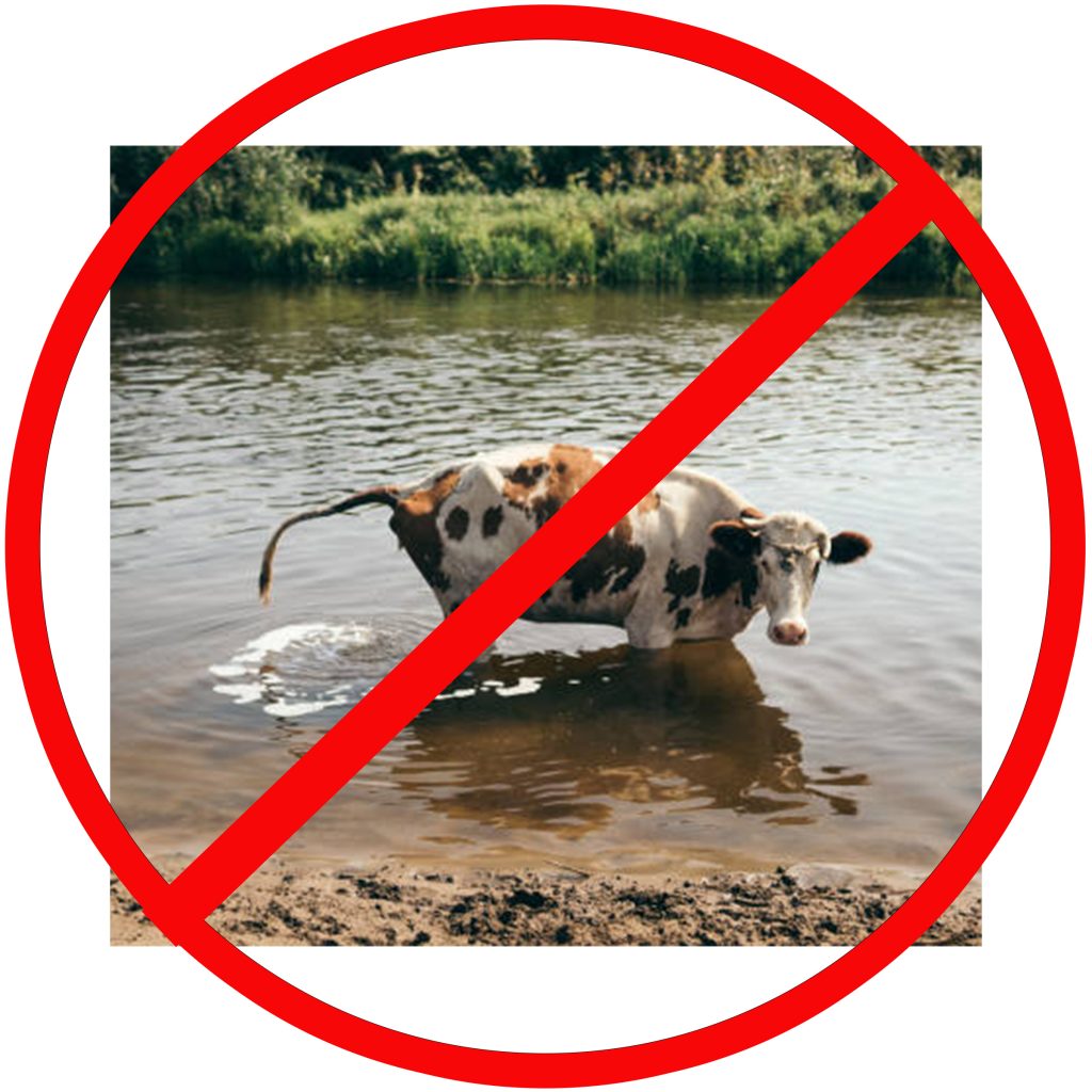 cow-peeing-in-drinking-water-1024x1024